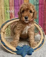 RANI, a female Miniature Goldendoodle for sale in Brooksville, FL – 1 of 1