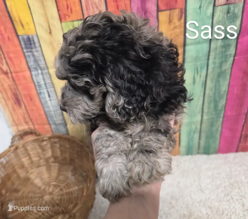 SASS – Cockapoo puppy for sale in Brooksville, FL