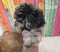 SASS, a male Cockapoo for sale in Brooksville, FL – 1 of 2