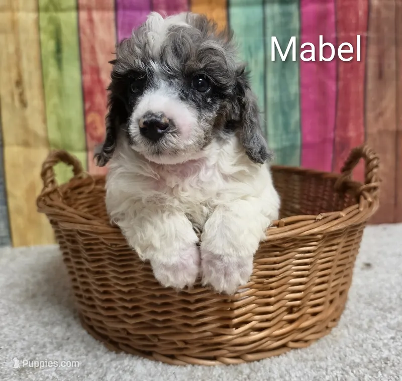 MABEL – Poodle - Miniature  puppy for sale in Brooksville, FL