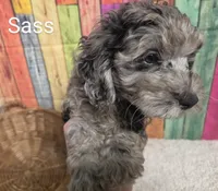 SASS, a male Cockapoo for sale in Brooksville, FL – 2 of 2