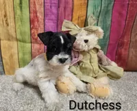 DUTCHESS, a female Miniature Schnauzer for sale in Brooksville, FL – 2 of 2
