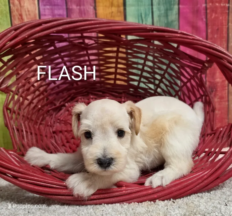 FLASH, a male Miniature Schnauzer for sale in Brooksville, FL – 1 of 1