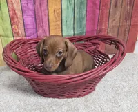 PEETY, a male Miniature Dachshund for sale in Brooksville, FL – Photo 1 of 2