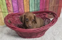 PEETY, a male Miniature Dachshund for sale in Brooksville, FL – Photo 2 of 2