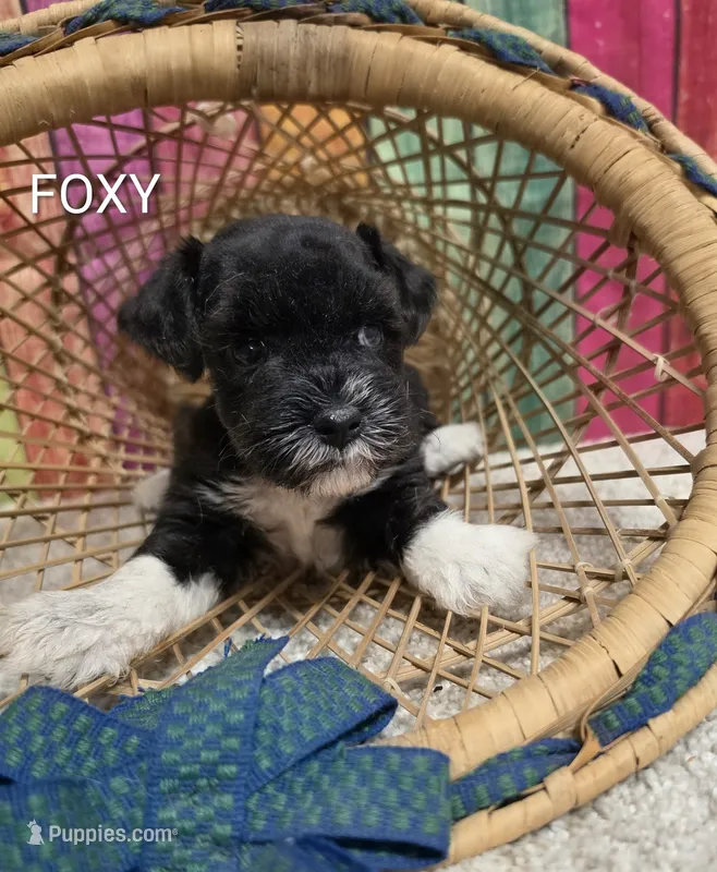 FOXY, a female Miniature Schnauzer for sale in Brooksville, FL – 1 of 1