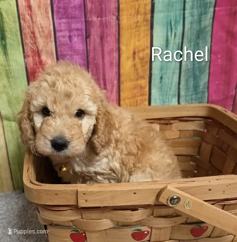 RACHEL – Miniature Goldendoodle puppy for sale in Brooksville, FL