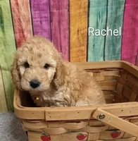 RACHEL, a female Miniature Goldendoodle for sale in Brooksville, FL – 1 of 1