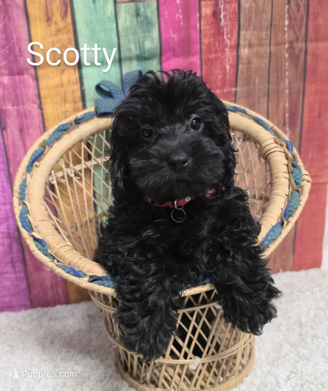 SCOTTY – Cockapoo puppy for sale in Brooksville, FL