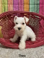 THEO, a male Miniature Schnauzer for sale in Brooksville, FL – 2 of 2