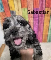 SABASTIAN, a male Cockapoo for sale in Brooksville, FL – 2 of 2