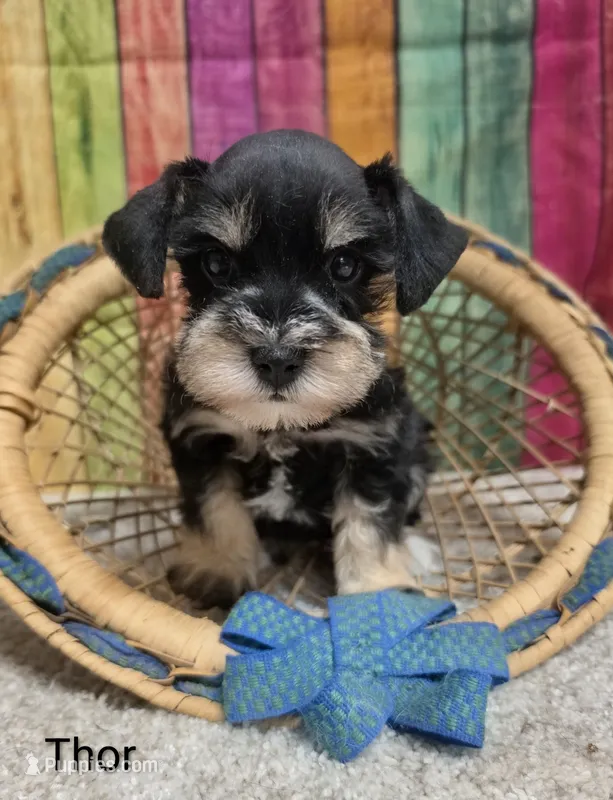 THOR – Miniature Schnauzer puppy for sale in Brooksville, FL