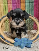 THOR, a male Miniature Schnauzer for sale in Brooksville, FL – 1 of 3