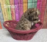 SIMON, a male Cockapoo for sale in Brooksville, FL – 2 of 2