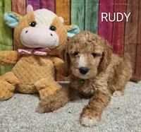 RUDY, a male Miniature Goldendoodle for sale in Brooksville, FL – 1 of 1