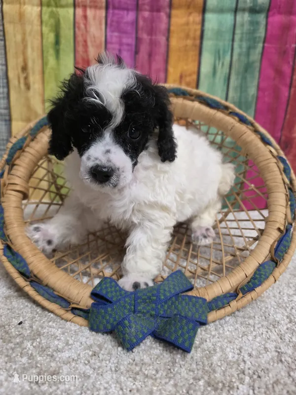 MISTER – Poodle - Miniature  puppy for sale in Brooksville, FL