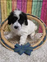 MISTER, a male Poodle - Miniature  for sale in Brooksville, FL – 1 of 1