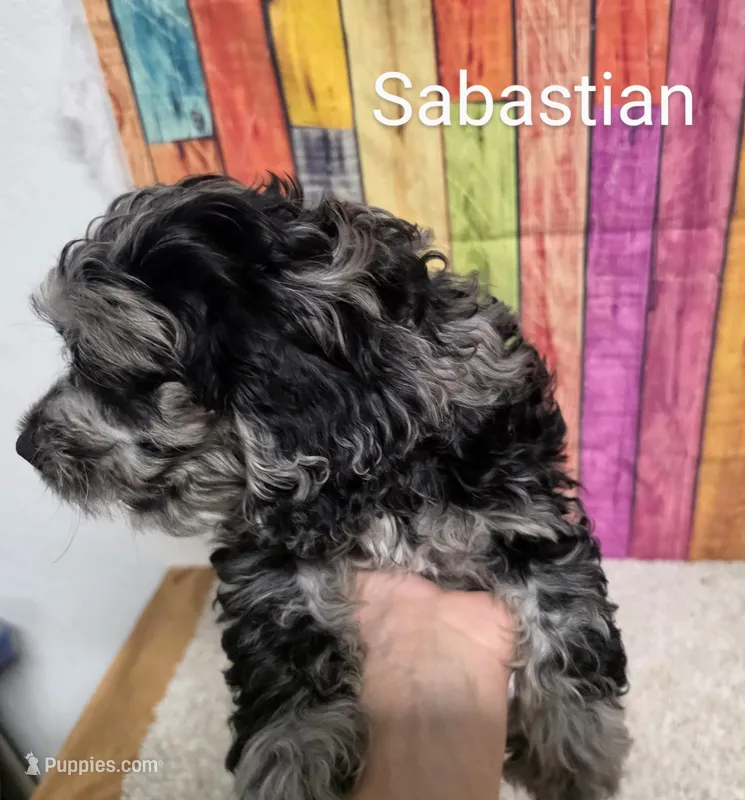 SABASTIAN – Cockapoo puppy for sale in Brooksville, FL
