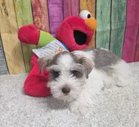 FLETCHER, a male Miniature Schnauzer for sale in Brooksville, FL – Photo 1 of 2