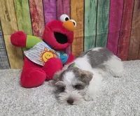 FLETCHER, a male Miniature Schnauzer for sale in Brooksville, FL – Photo 2 of 2