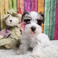 FARRAH, a female Miniature Schnauzer for sale in Brooksville, FL – Photo 1 of 2