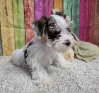 FARRAH, a female Miniature Schnauzer for sale in Brooksville, FL – Photo 2 of 2