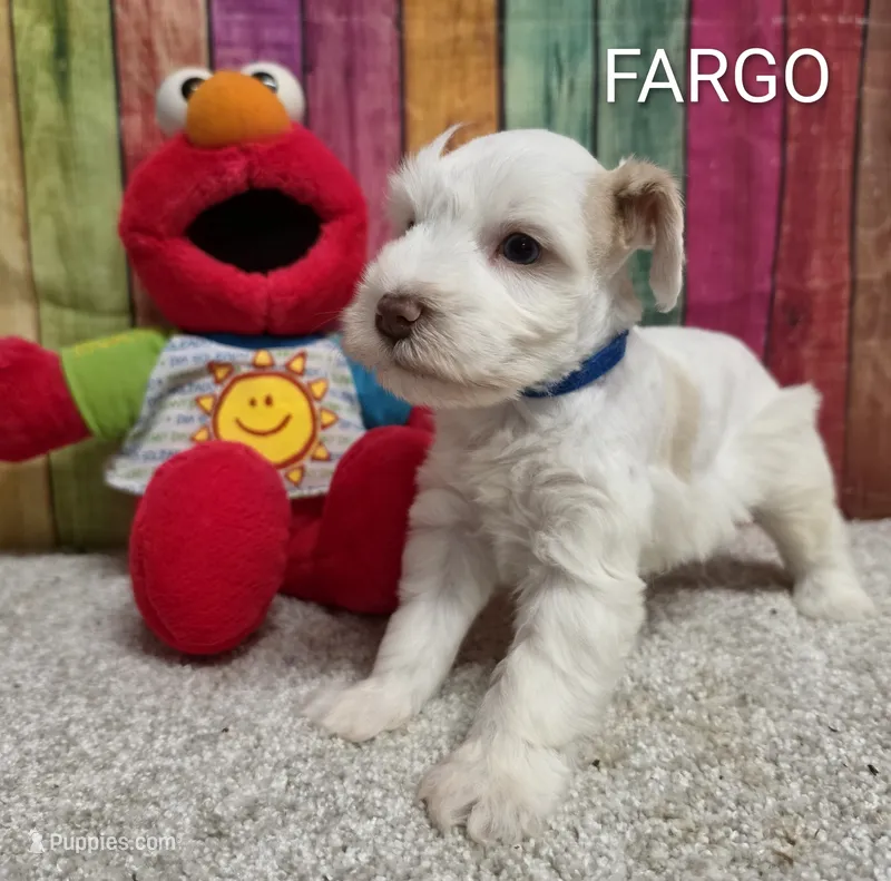 FARGO, a male Miniature Schnauzer for sale in Brooksville, FL – 1 of 1