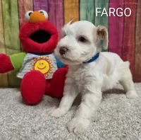 FARGO, a male Miniature Schnauzer for sale in Brooksville, FL – 1 of 1