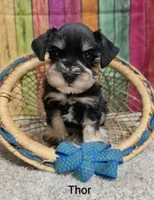 THOR, a male Miniature Schnauzer for sale in Brooksville, FL – 3 of 3
