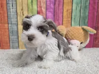 FRITZ, a male Miniature Schnauzer for sale in Brooksville, FL – Photo 1 of 2