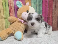 FRITZ, a male Miniature Schnauzer for sale in Brooksville, FL – Photo 2 of 2