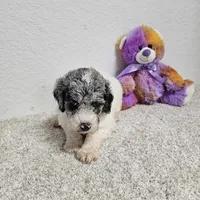 GYPSIE, a female Newfypoo for sale in Brooksville, FL – Photo 2 of 3