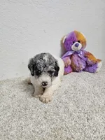 GYPSIE, a female Newfypoo for sale in Brooksville, FL – Photo 2 of 3