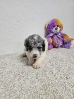 GYPSIE, a female Newfypoo for sale in Brooksville, FL – Photo 3 of 3