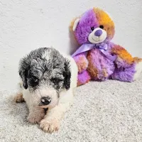 GYPSIE, a female Newfypoo for sale in Brooksville, FL – Photo 1 of 3