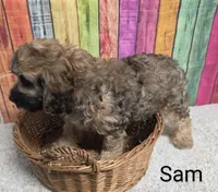 SAM, a male Cockapoo for sale in Brooksville, FL – 2 of 2
