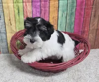 DOLLY, a female Miniature Schnauzer for sale in Brooksville, FL – Photo 2 of 2