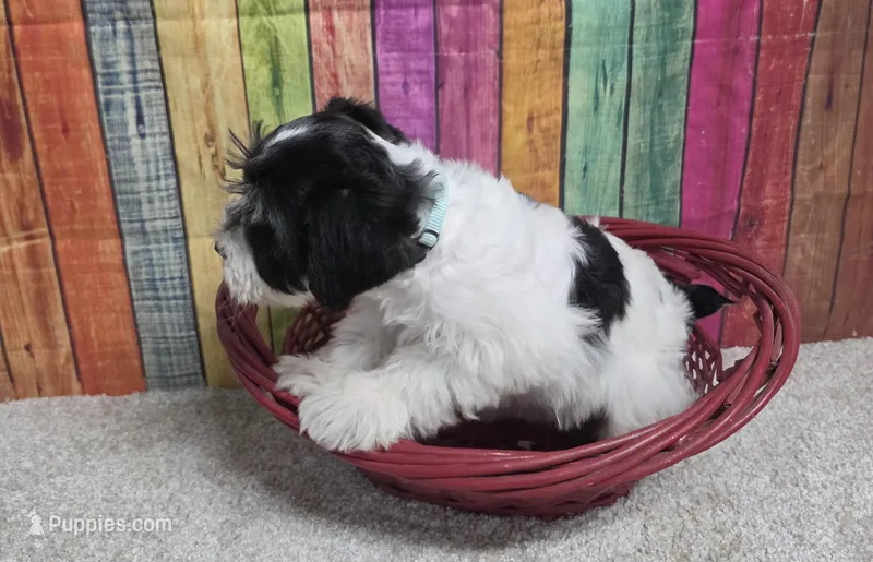 DOLLY – Miniature Schnauzer puppy for sale in Brooksville, FL