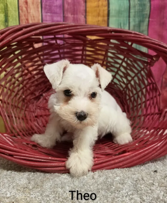 THEO – Miniature Schnauzer puppy for sale in Brooksville, FL