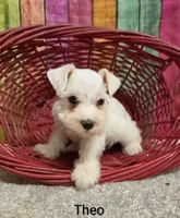 THEO, a male Miniature Schnauzer for sale in Brooksville, FL – 1 of 2