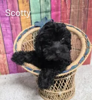 SCOTTY, a male Cockapoo for sale in Brooksville, FL – 2 of 2