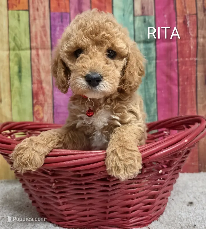 RITA – Miniature Goldendoodle puppy for sale in Brooksville, FL