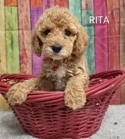 RITA, a female Miniature Goldendoodle for sale in Brooksville, FL – 1 of 1