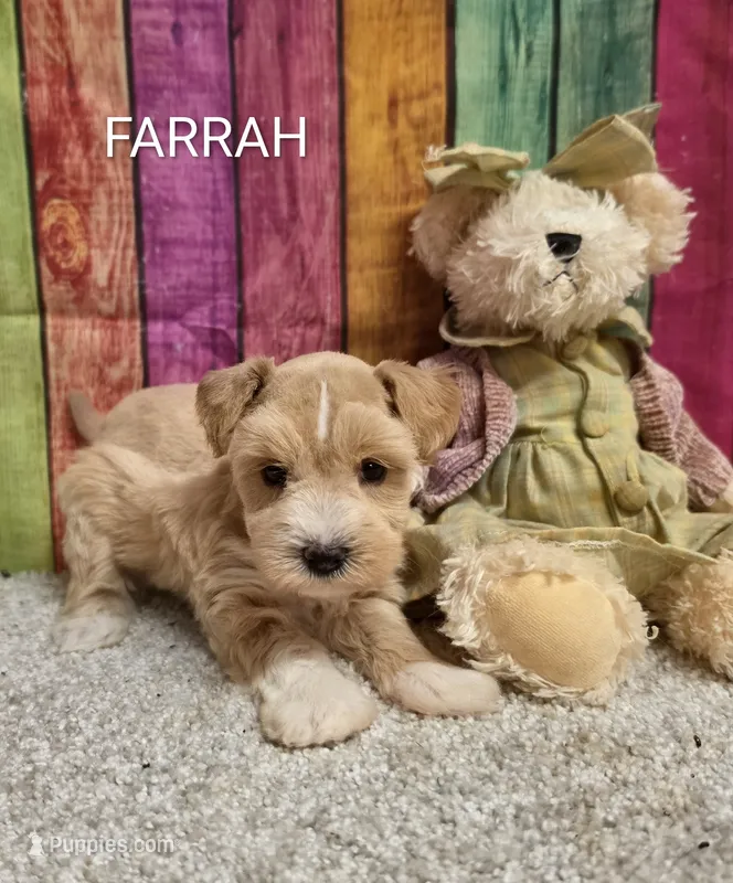 FARRAH, a female Miniature Schnauzer for sale in Brooksville, FL – 1 of 1