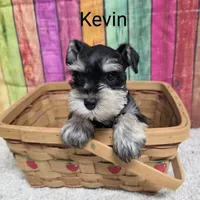 KEVIN, a male Miniature Schnauzer for sale in Brooksville, FL – Photo 1 of 2