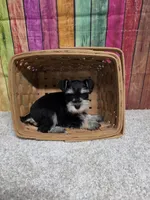 KEVIN, a male Miniature Schnauzer for sale in Brooksville, FL – Photo 2 of 2