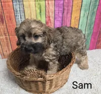 SAM, a male Cockapoo for sale in Brooksville, FL – 1 of 2