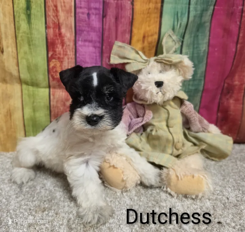 DUTCHESS – Miniature Schnauzer puppy for sale in Brooksville, FL