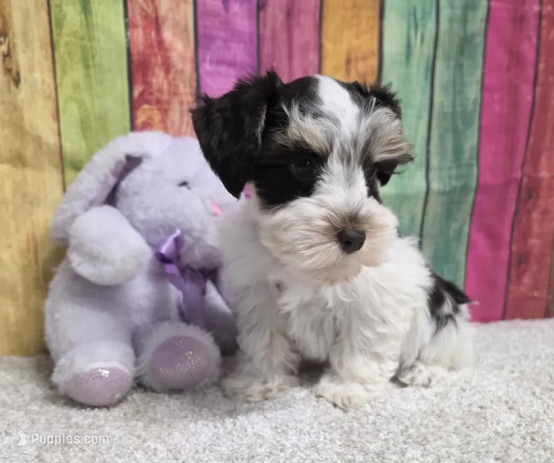 FUJI – Miniature Schnauzer puppy for sale in Brooksville, FL