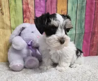 FUJI, a female Miniature Schnauzer for sale in Brooksville, FL – Photo 1 of 2